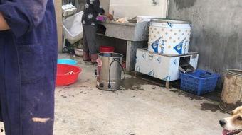 杀鸡最新爆料视频,揭秘幕后真相，视频内容大揭秘！
